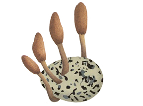 cordyceps egg